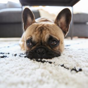 Professional Pet Odor Removal